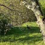 Σαλέ Glamping Istria Tiny *