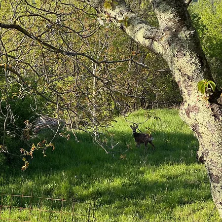 木屋 Glamping Istria Tiny *