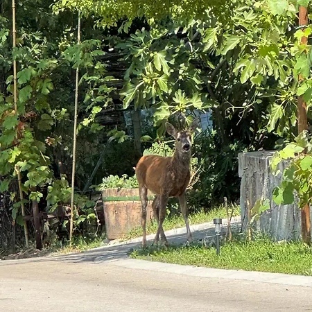Glamping Istria Tiny 木屋