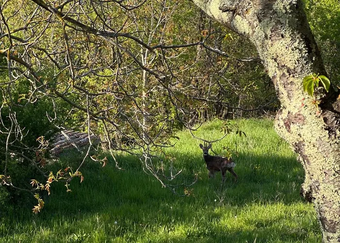 Σαλέ Glamping Istria Tiny *