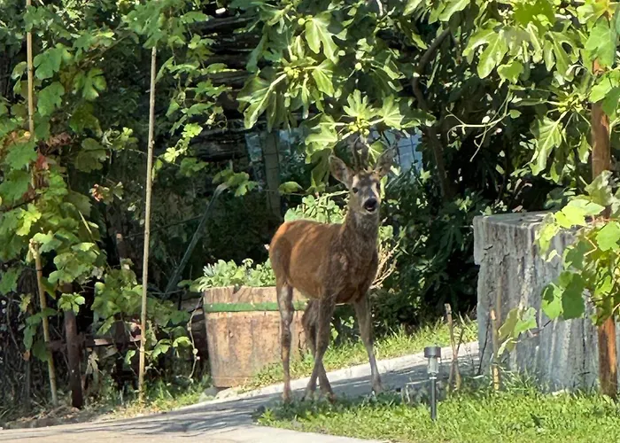 Glamping Istria Tiny Σαλέ